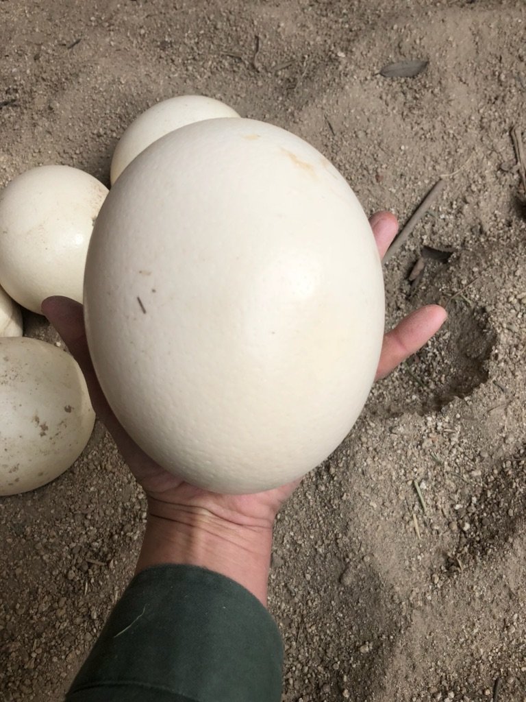 ダチョウの卵の大きさは鶏卵25倍？重さや味の評判・割り方まで徹底解剖