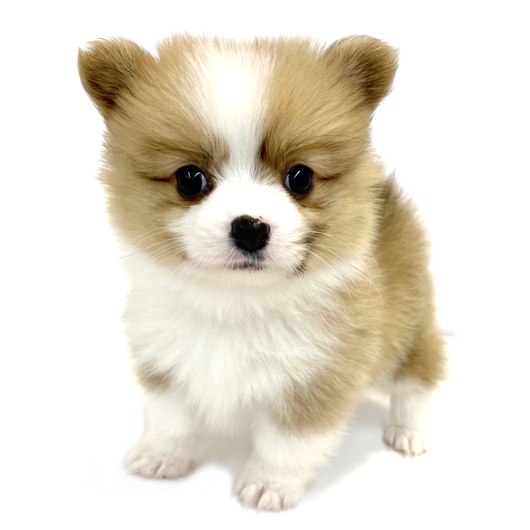 ポメコギ成犬の大きさと飼いやすさの真相｜性格・寿命・2026年最新相場