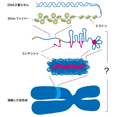 「Dna」と「染色体」を混同していませんか？人生100年時代のゲノム医療を理解するための超基本