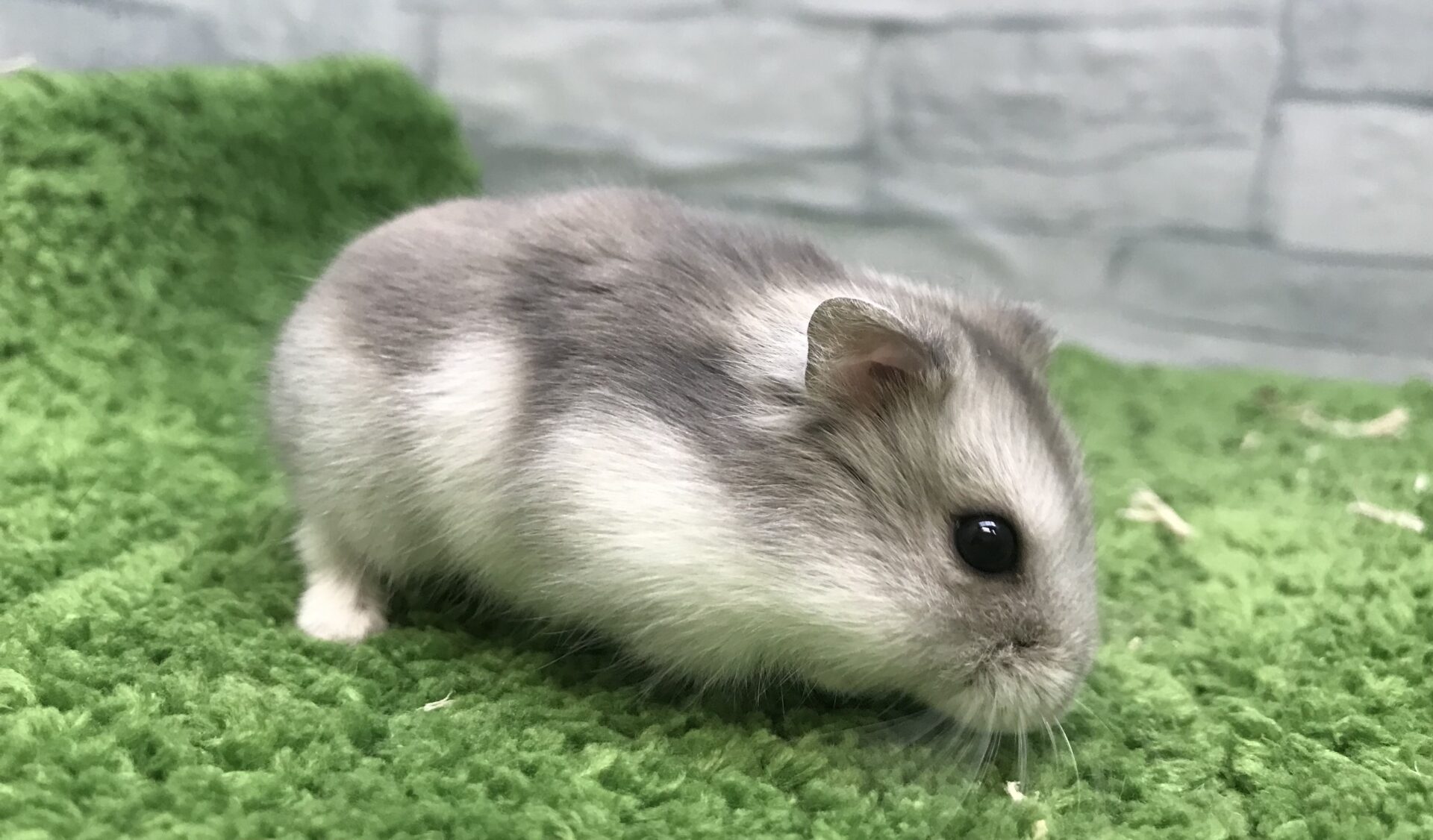 ブルーサファイアハムスターの飼い方と性格の真相【2026最新】