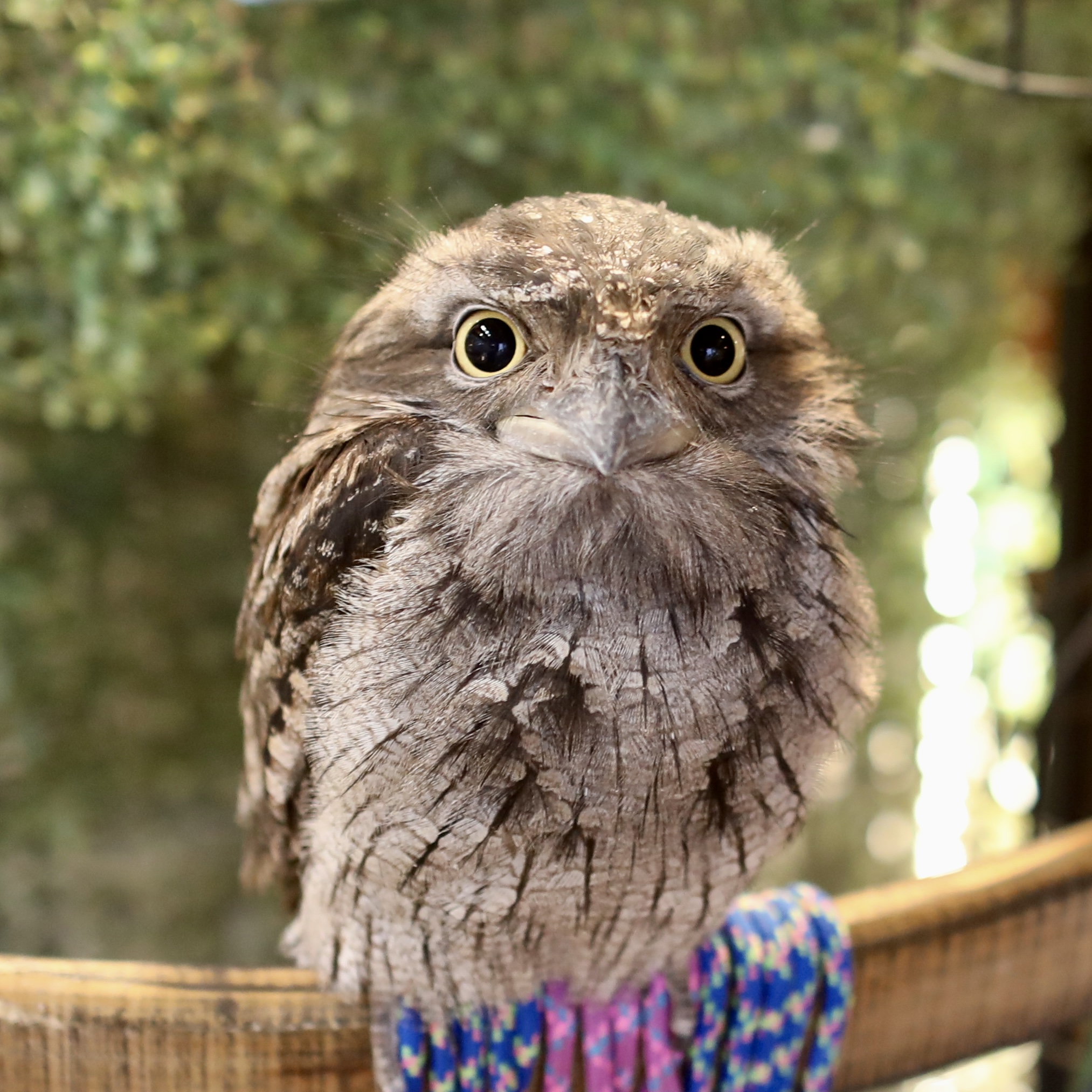 木と同化する怪鳥！ガマグチヨタカの生態とフクロウとの違い徹底解剖