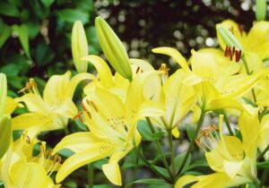 黄色のスカシユリに不吉な意味？花言葉の真相と失敗しない育て方