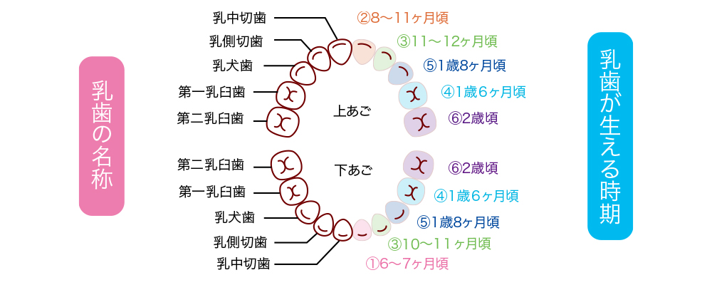 赤ちゃんの歯が生える順番と時期！遅い時の対策と最新ケア解説
