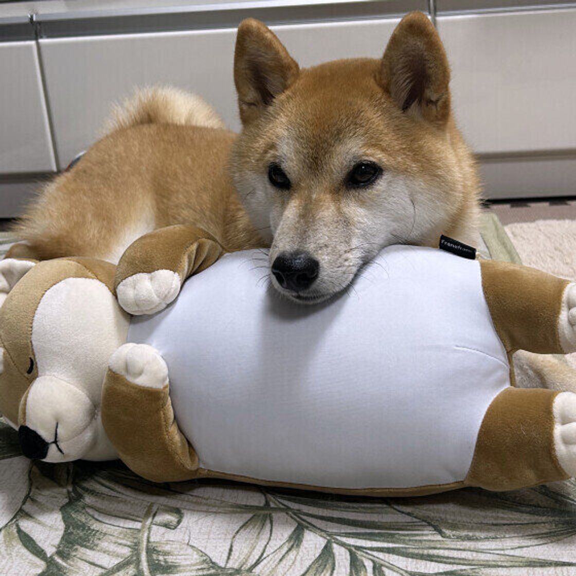 犬があごのせする理由は？甘えだけじゃない意外な心理と病気Sosの真相