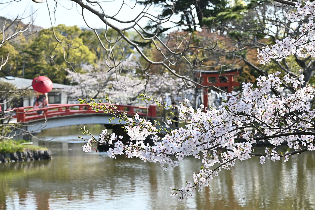 鶴岡八幡宮・旗上弁財天社のご利益と政子石の真相【2026最新】