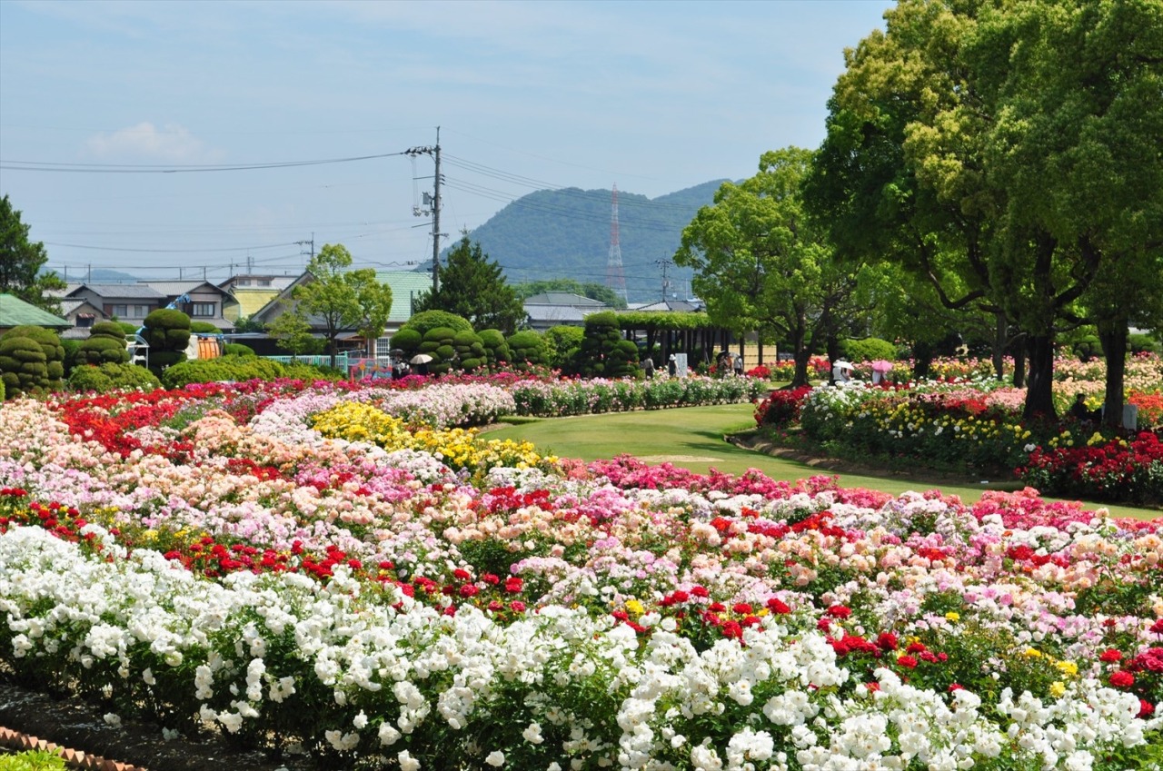岡山Rskバラ園の見頃と開花状況は？評判や料金・混雑の真相を徹底解明