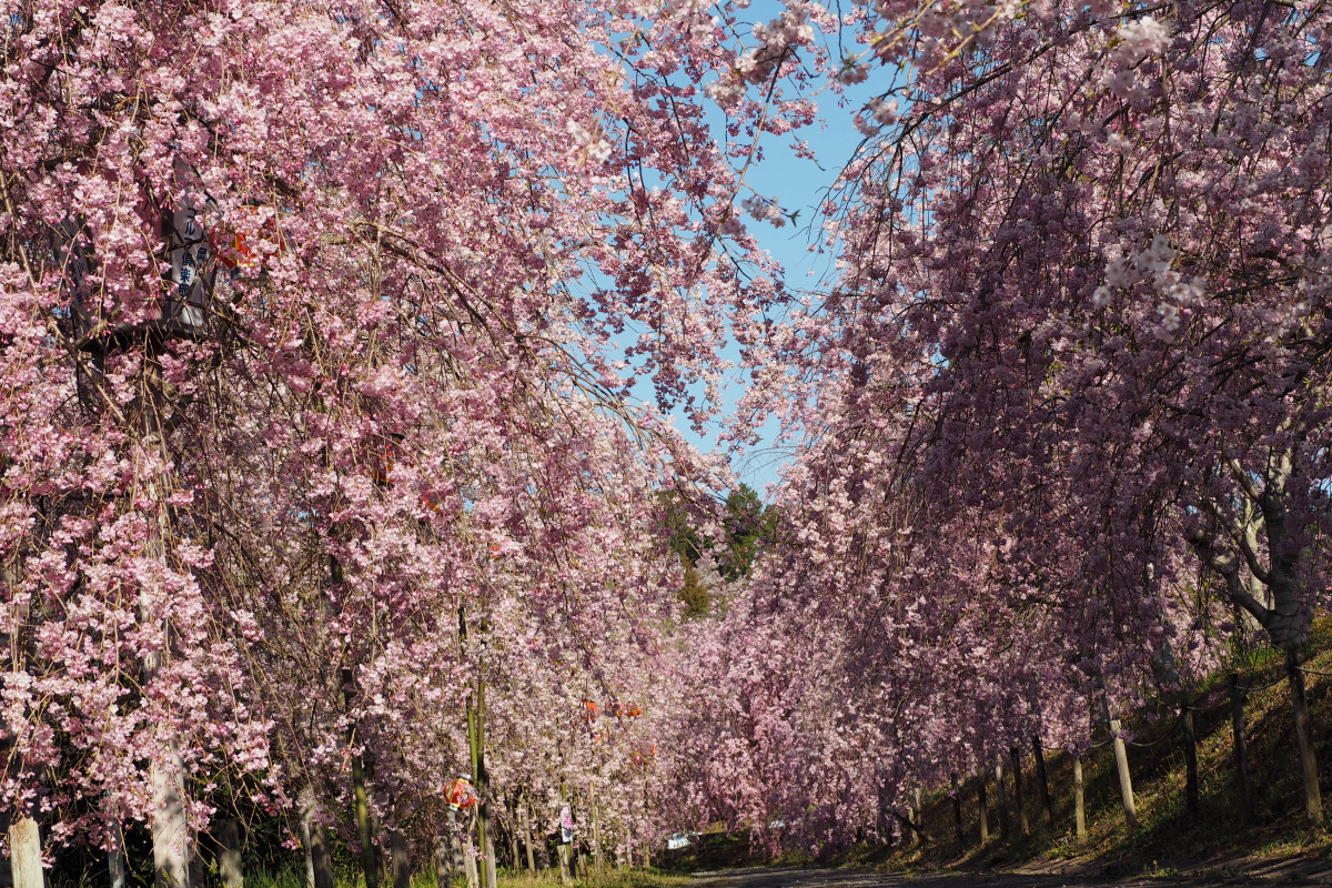 たけべの森公園の現在と閉園の真相｜しだれ桜の見頃やキャンプ最新情報