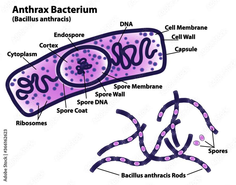 What Is Anthrax Made Of