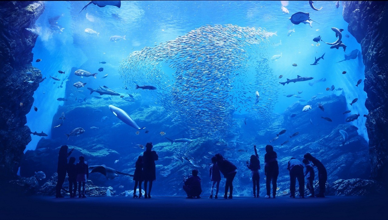 仙台うみの杜水族館の裏技と割引【2026年完全版】混雑なしで楽しむ方法