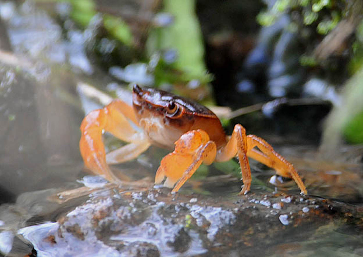 サワガニ唐揚げの極意！料亭直伝の下処理と寄生虫対策を徹底解説