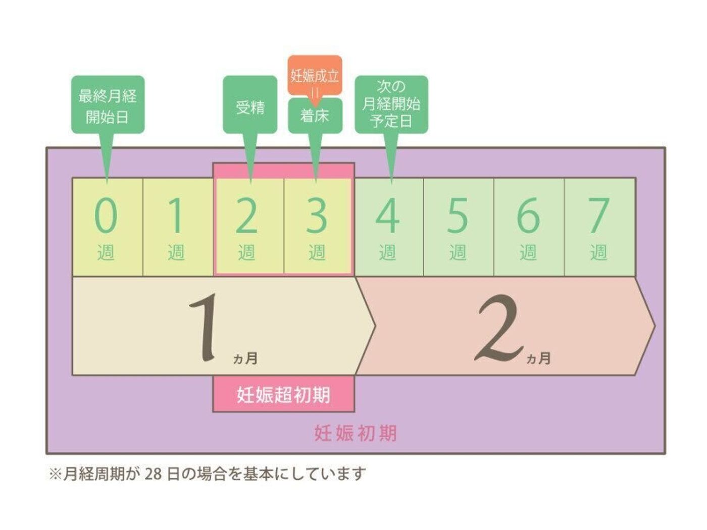 妊娠検査薬はいつ使う？陰性から陽性に変わる真相と確実な判定時期