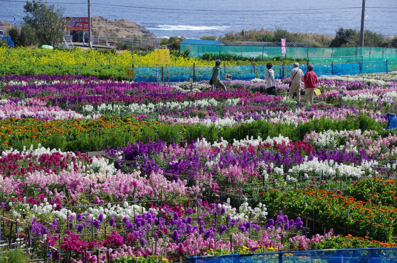 千倉の花畑2026最新現地レポ！見頃や花摘み・混雑回避を徹底解説