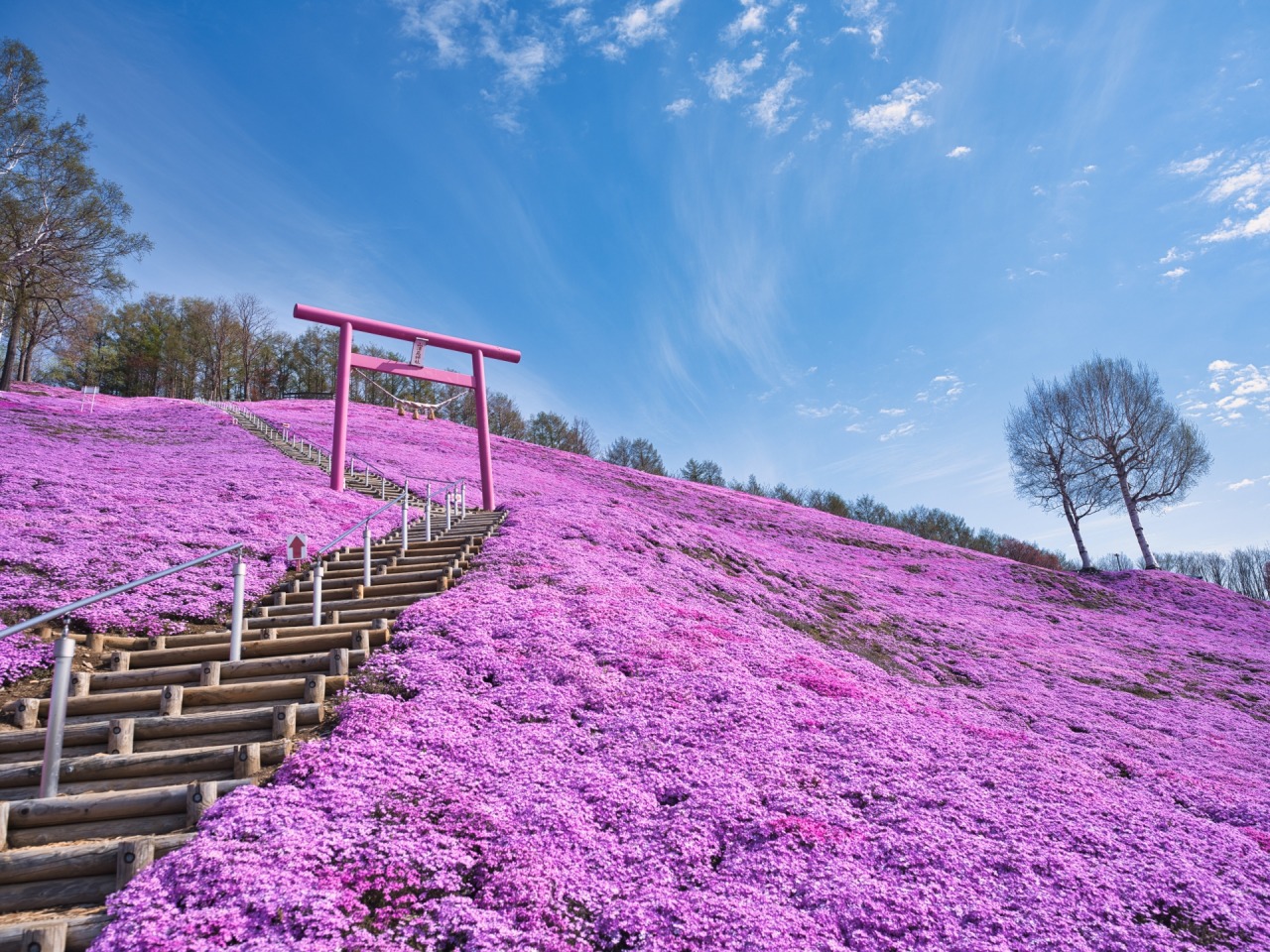 東藻琴の芝桜2026年最新！絶景の見頃・穴場・混雑回避を完全網羅