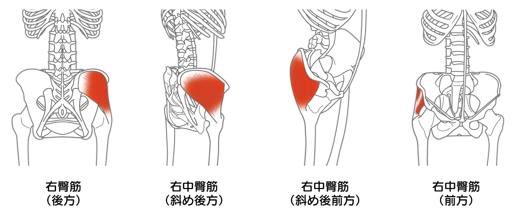 お尻の奥の痛みの正体は？中臀筋の衰え原因と改善ストレッチ・筋トレ法
