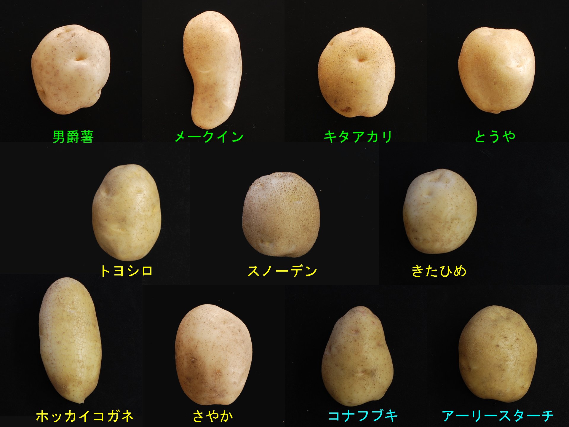 馬鈴薯と男爵の違いとは？実は別物じゃない真相と料理の使い分けを徹底解説