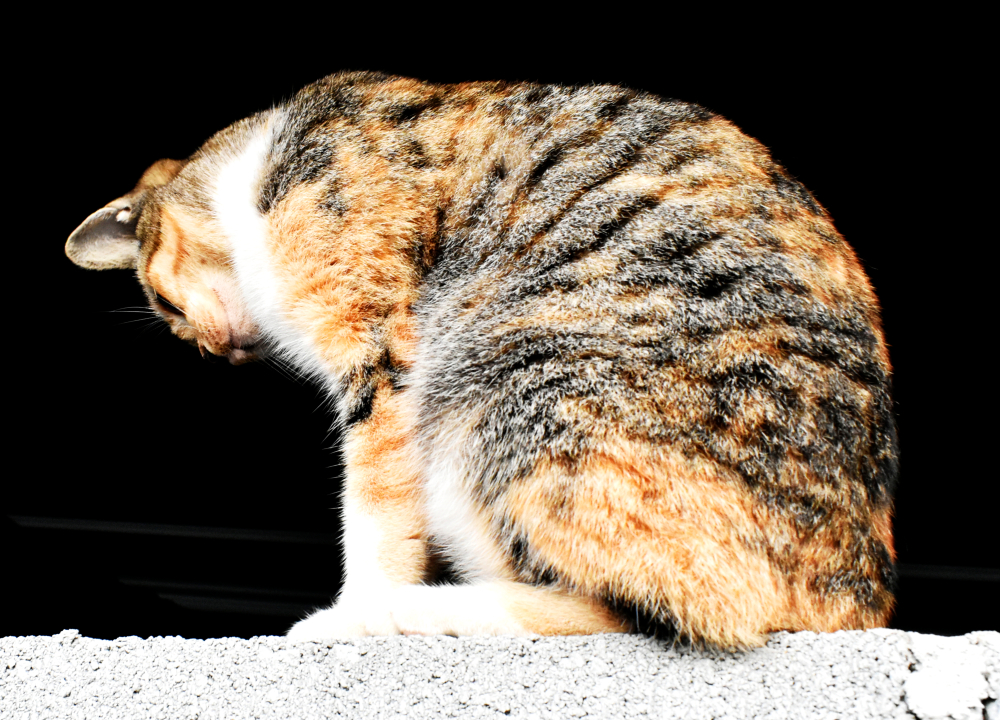 まだ若い猫の毛割れはなぜ？隠れた病気サインと今すぐできる改善策