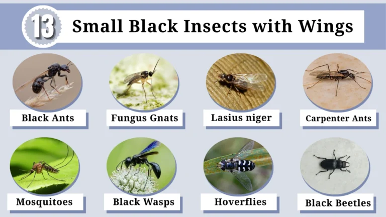 Black Little Bugs That Fly