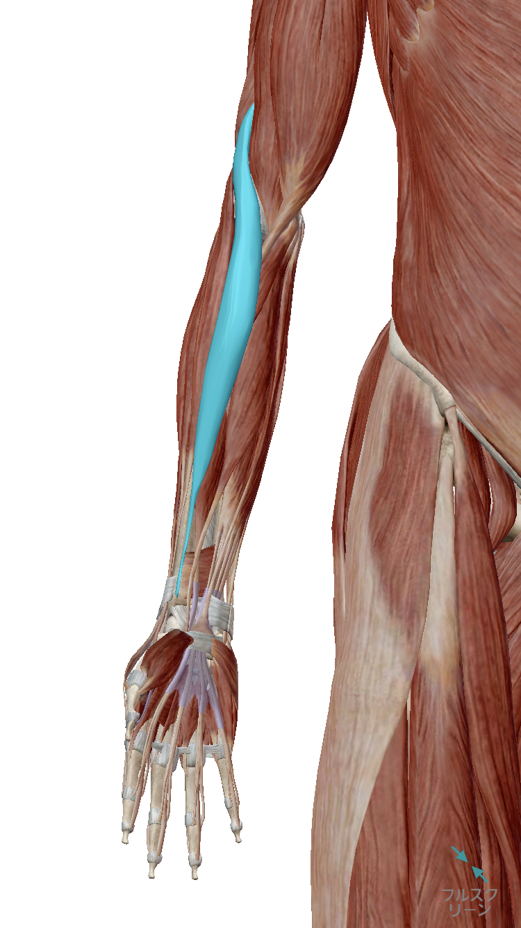 腕橈骨筋の痛みを1分で解消！前腕の激痛原因とプロ直伝のほぐし方