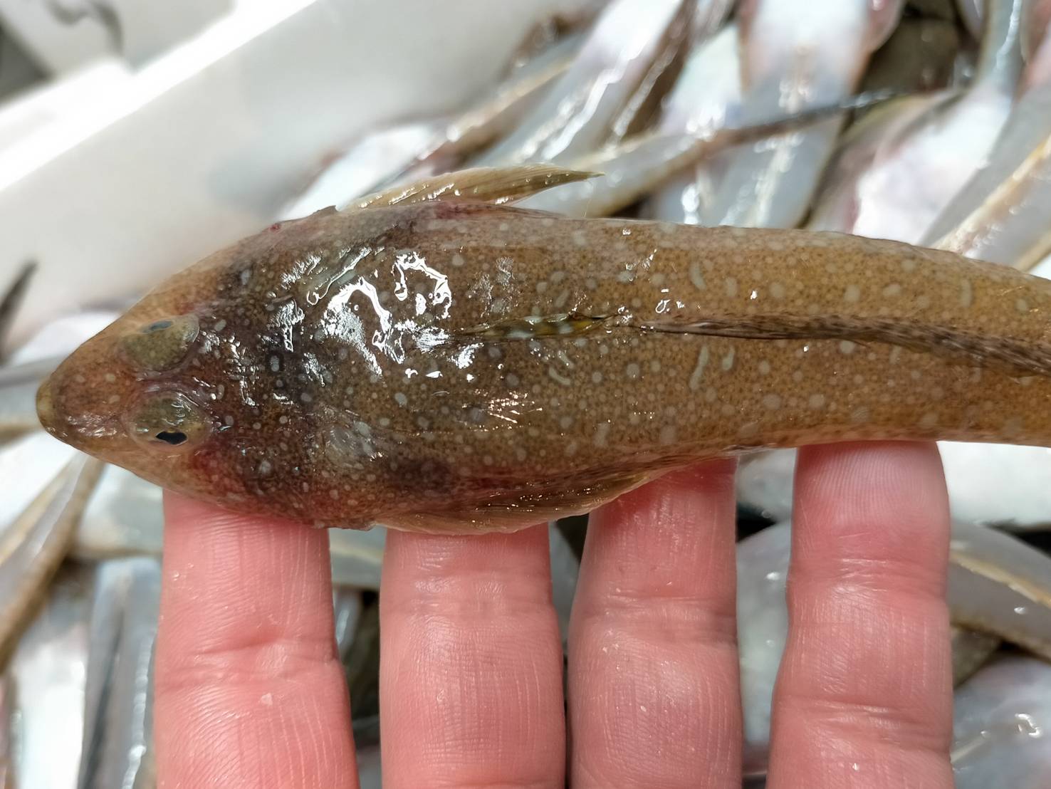 ガッチョとは何の魚？泉州名物ネズミゴチの正体と絶品唐揚げを徹底解剖