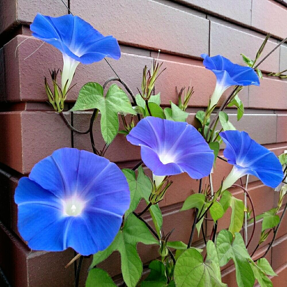 朝顔の花言葉は実は怖い？色別の隠された意味と失敗しない贈り方