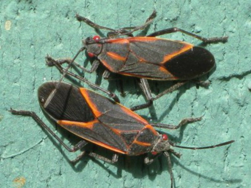 What Bugs Are Going Around Right Now