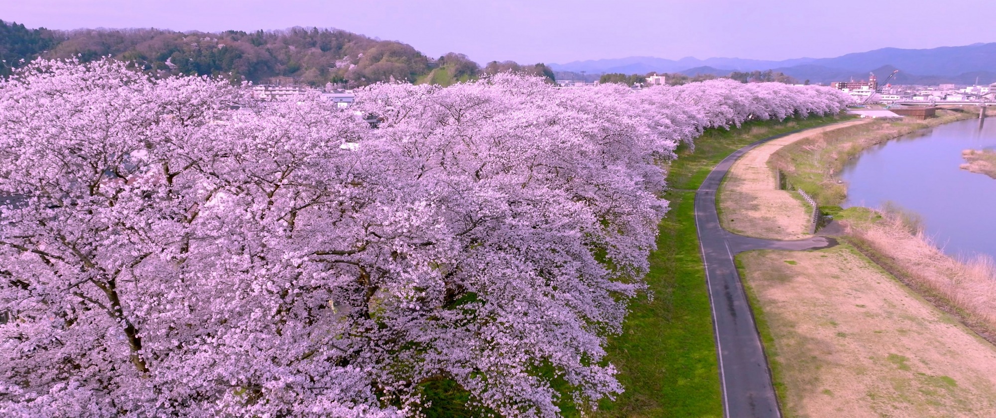福井桜まつり2026徹底取材！足羽川ライトアップと混雑回避の全貌