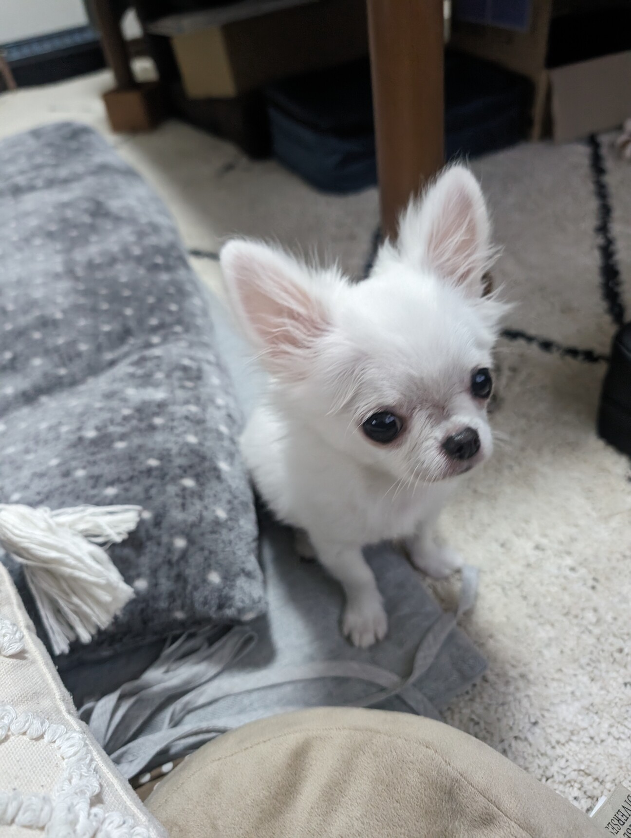 大阪で子犬の無料譲渡は本当？裏に潜む実態と安全な里親先の全貌