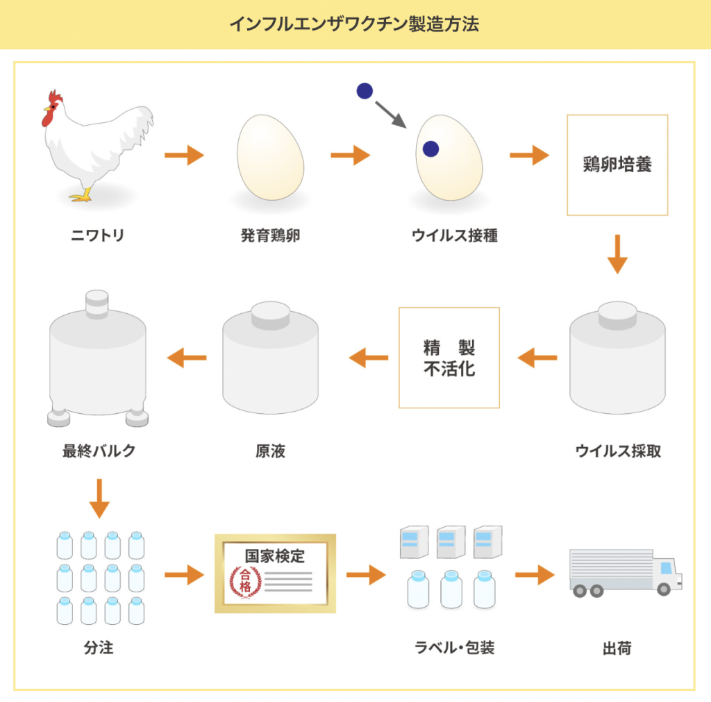 卵アレルギーならインフルワクチンは打てない？2026年最新基準の真相
