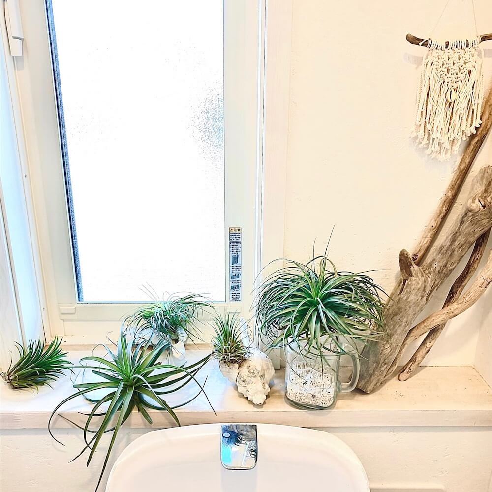 トイレに置く観葉植物はどれがいい？枯れない品種と風水の真相