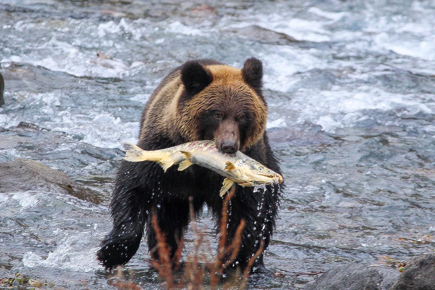 話題沸騰のクマの陶芸教室！人気の理由と料金・口コミ評判を徹底取材