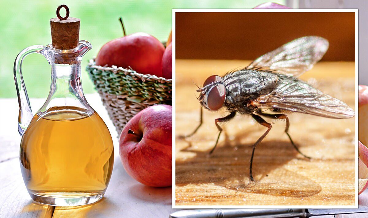 Apple Cider Vinegar House Flies