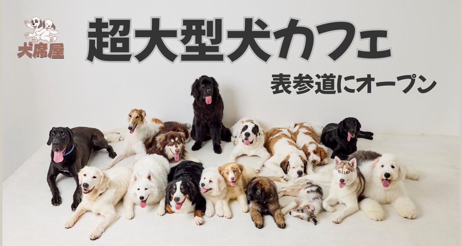話題の大型犬カフェは本当に癒やされる？予約の落とし穴と魅力を徹底解説