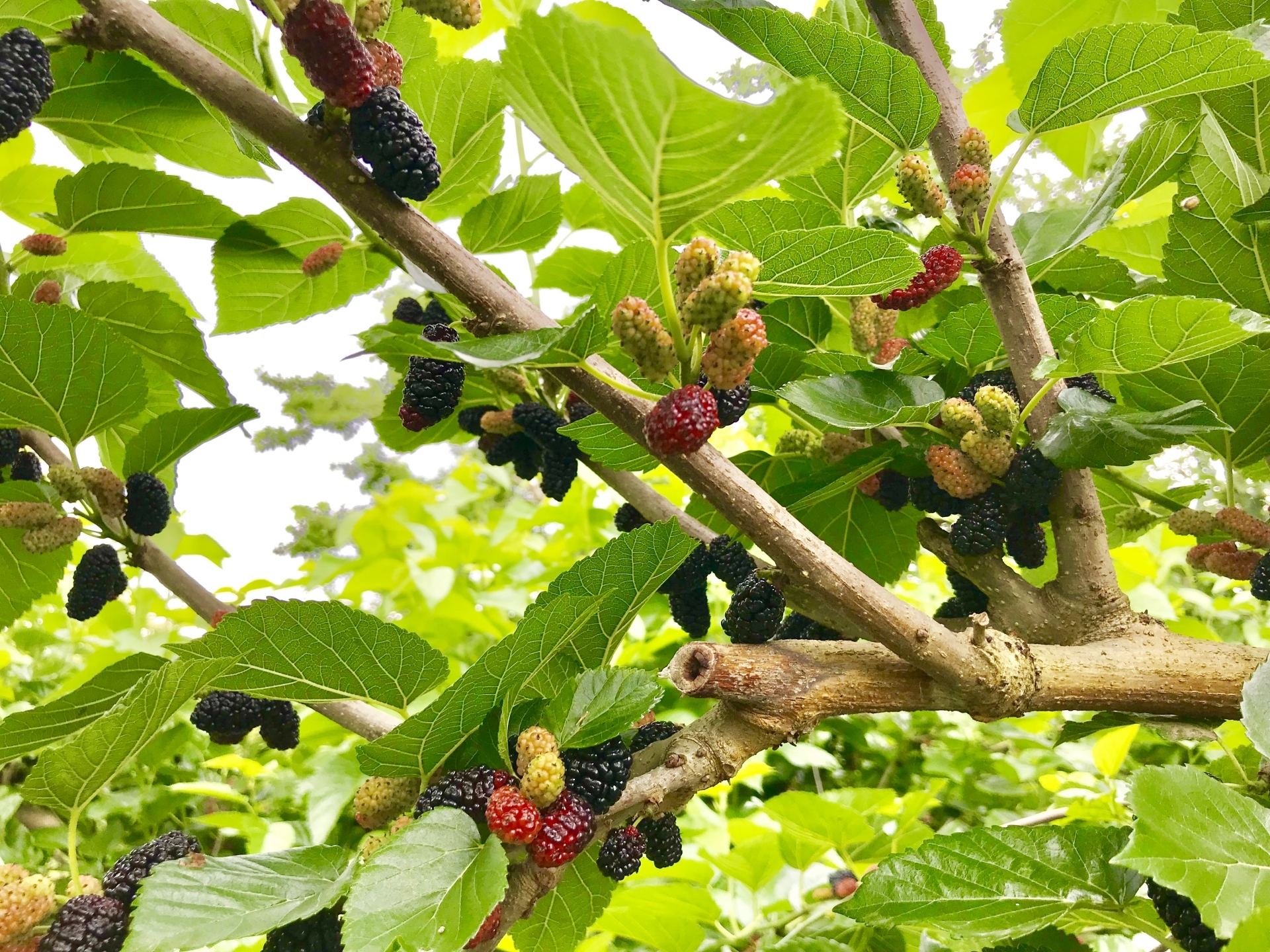 桑の木を庭に植えてはいけない理由とは？縁起の真相や健康効果を徹底解明