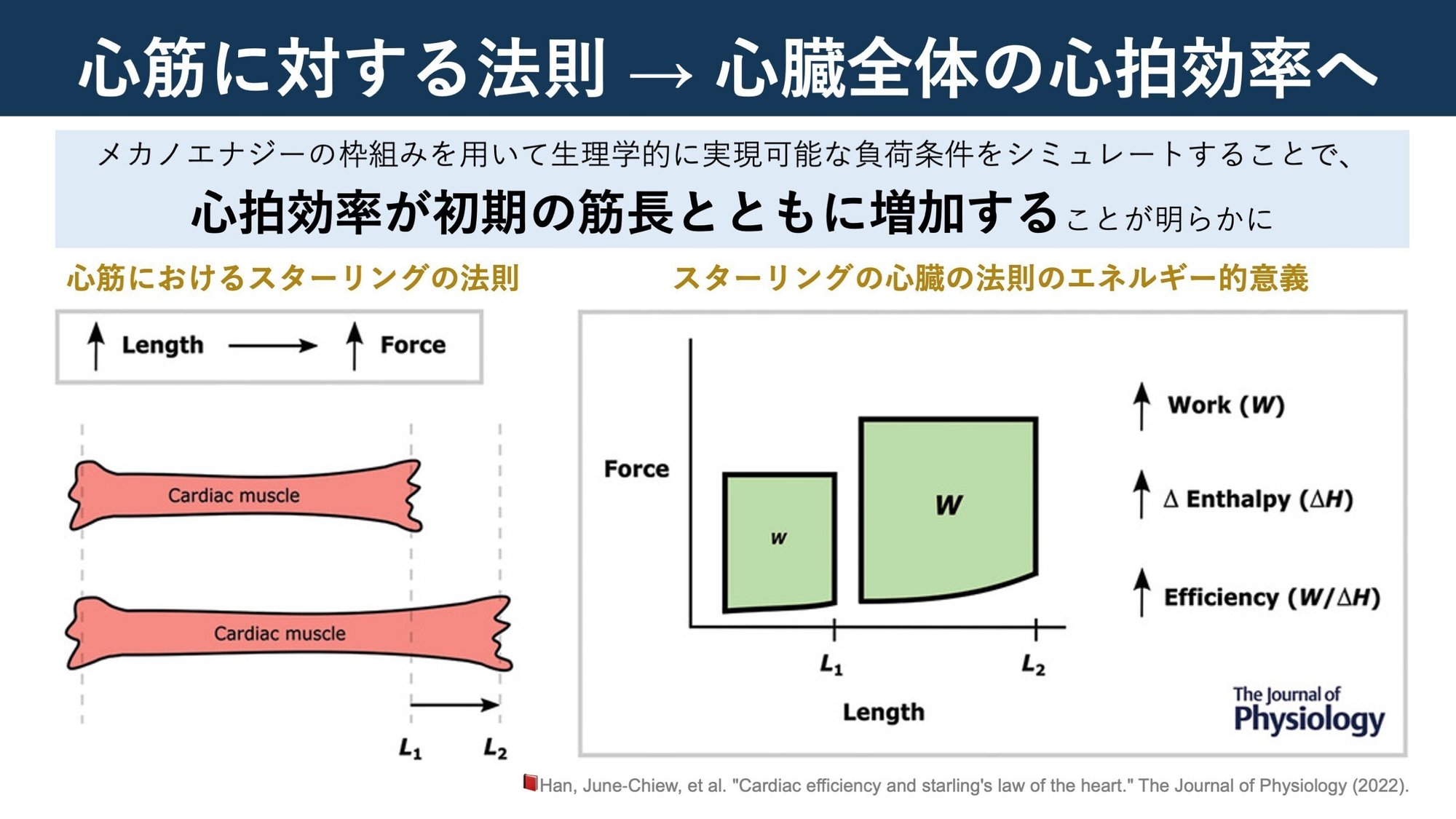 スターリングの法則とは？心臓拍出量と浮腫のメカニズムを徹底解説