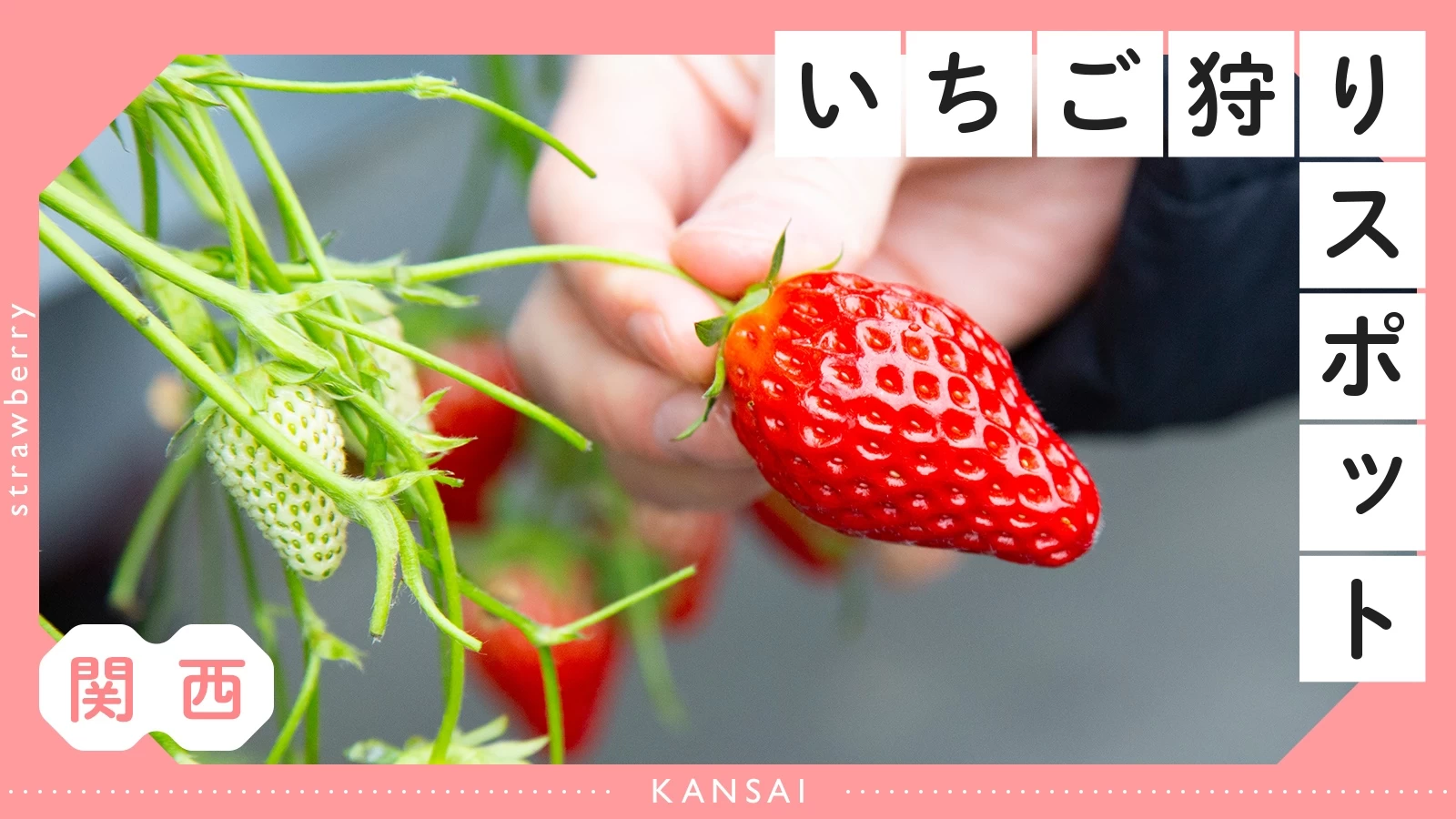 関西いちご狩り2026完全攻略！時間無制限の食べ放題＆穴場農園