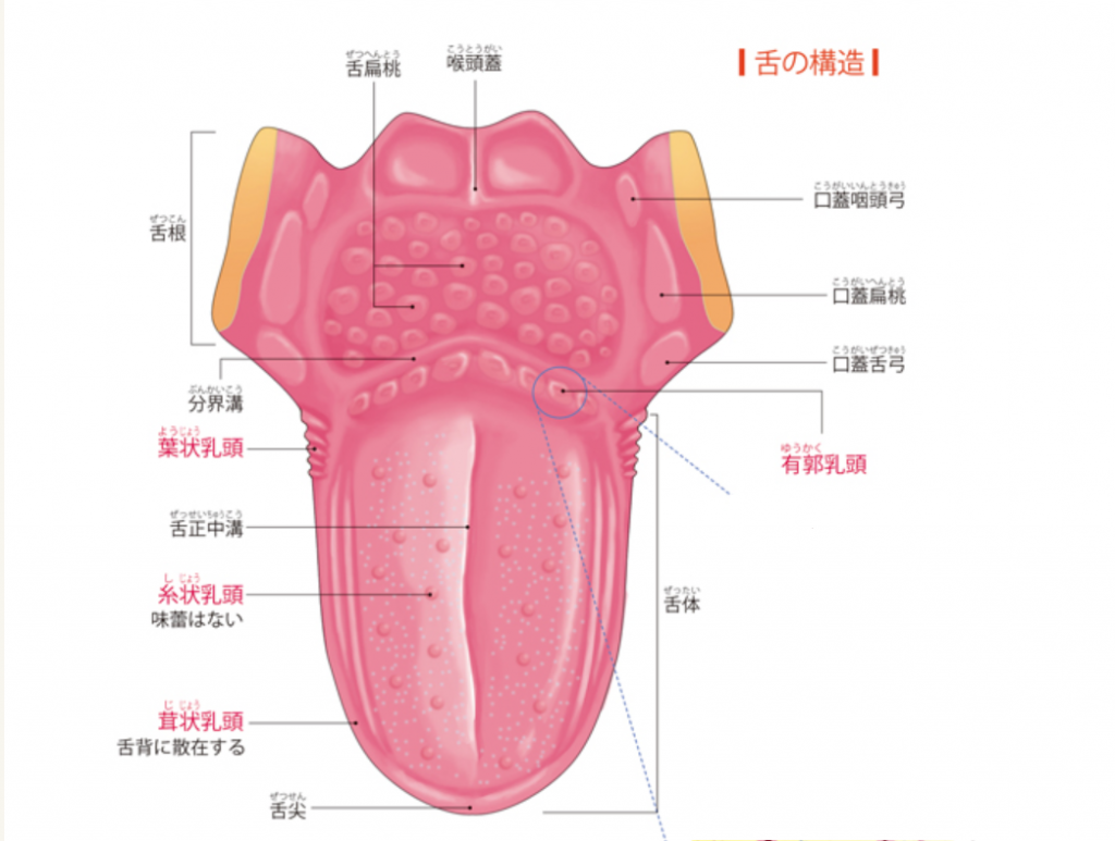 茸状乳頭の腫れは舌癌のサイン？原因・見分け方を徹底解説