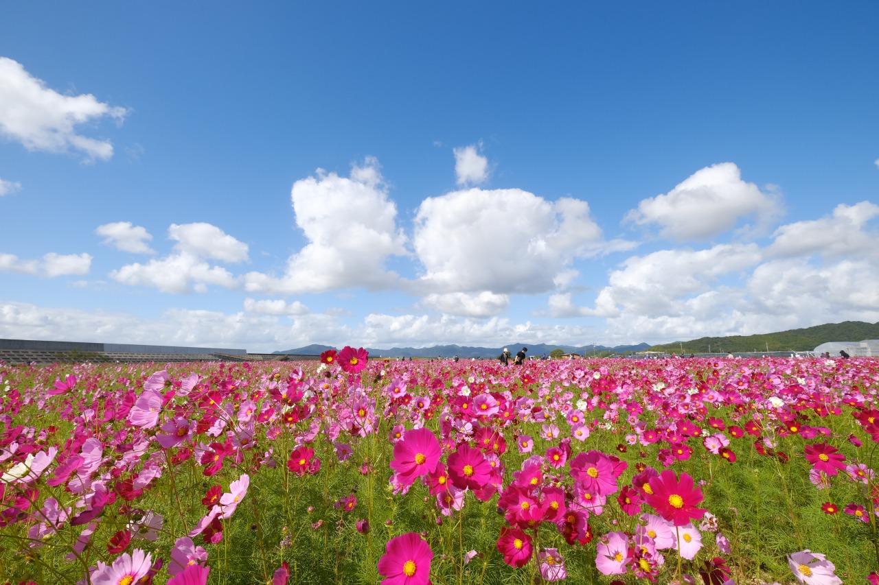 西日本最大級・花の海の開花状況＆いちご狩り攻略！驚きのランチ評判も