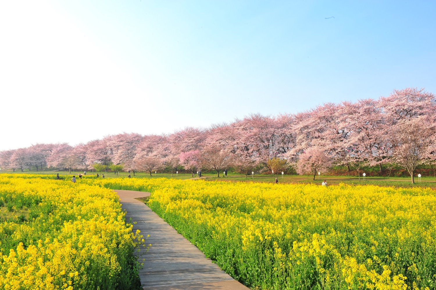幸手権現堂堤の桜と菜の花2026！開花見頃と混雑回避の駐車場攻略