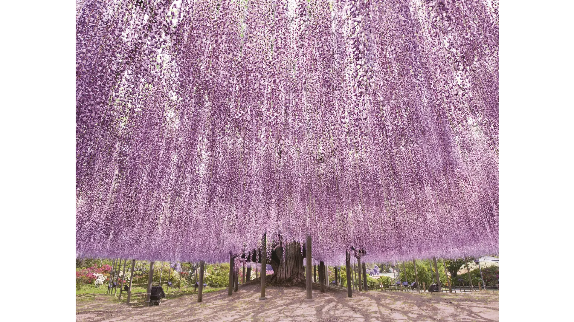 足利フラワーパークの天気と雨天攻略｜絶景の理由と混雑・服装2026