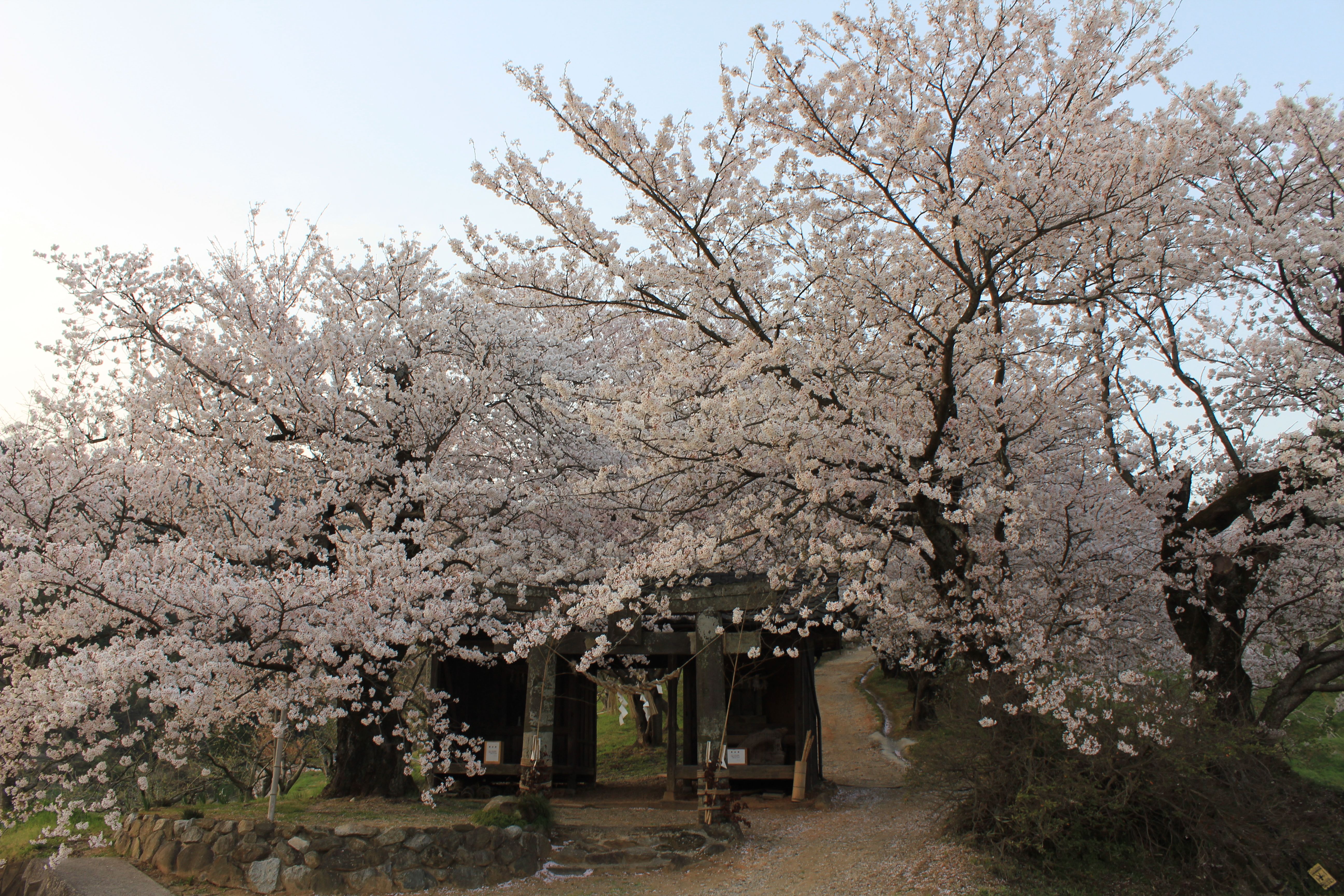 夕月桜の噂の真相とは？経歴や注目の理由と2026年最新動向まとめ