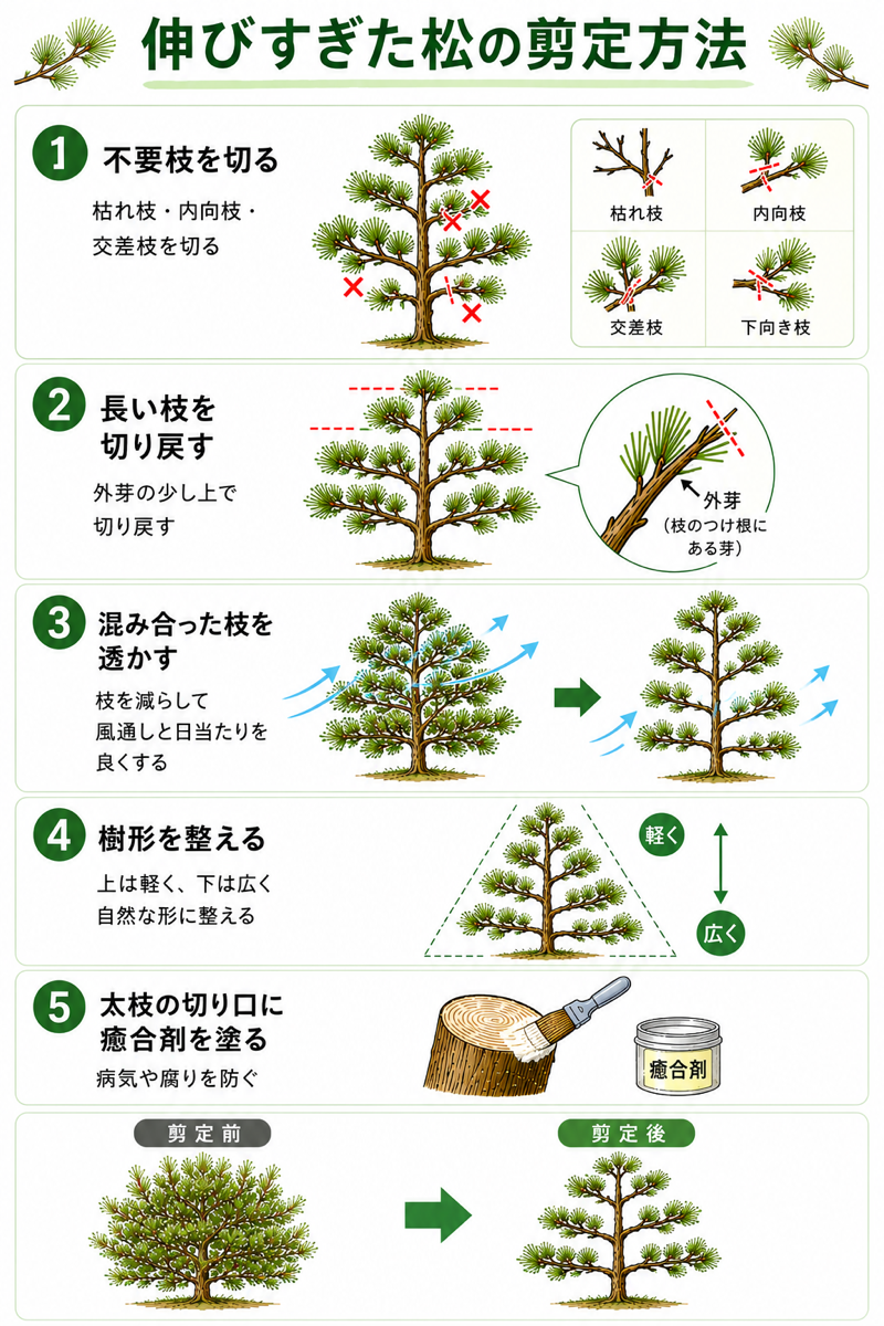 松の剪定の仕方完全解説！枯れる理由と失敗しない年2回の手入れ術