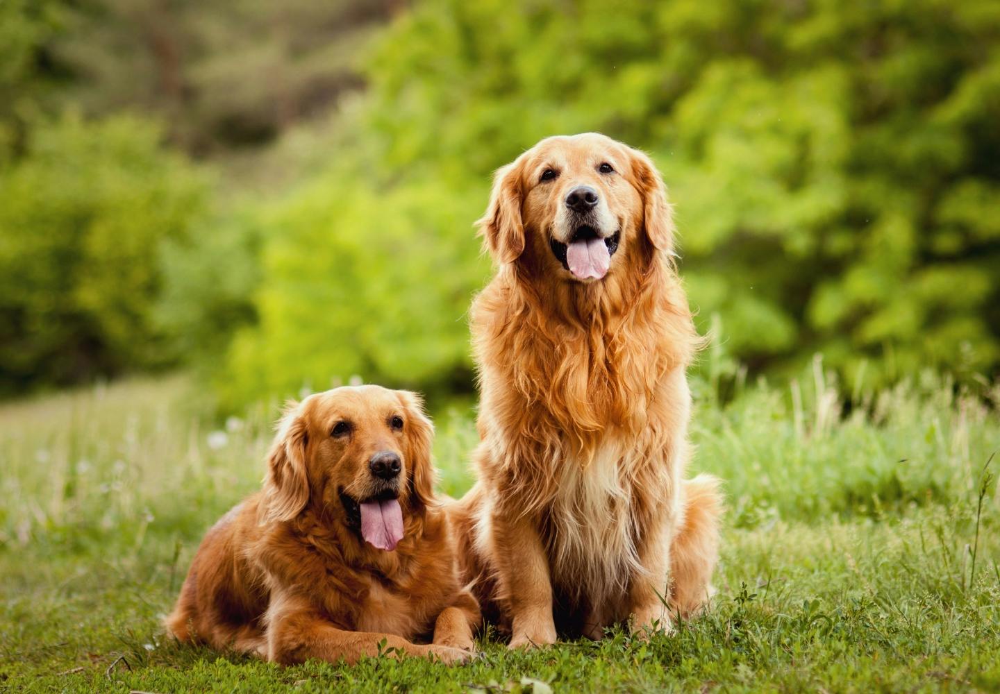 犬と猫飼うならどっち？生涯費用・留守番・性格の違いをプロが徹底比較