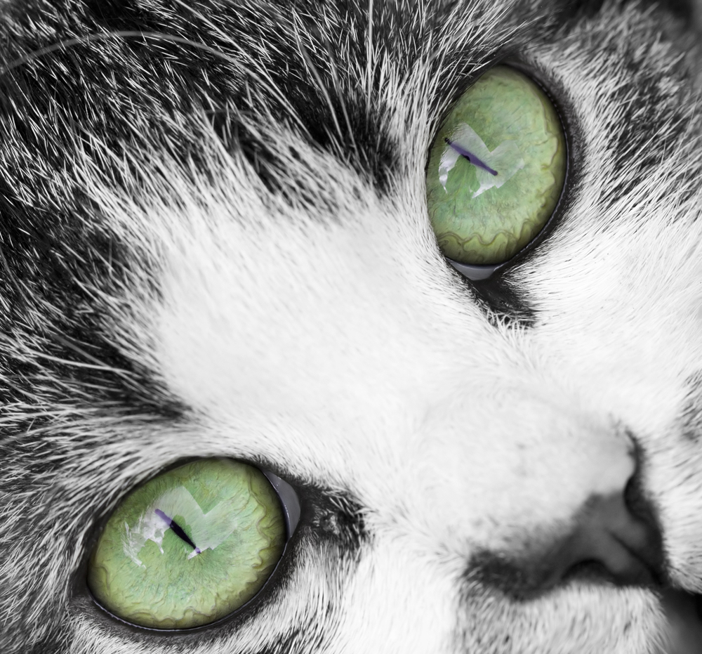 宝石のように輝く猫の緑の目！エメラルドグリーンの秘密と代表猫種