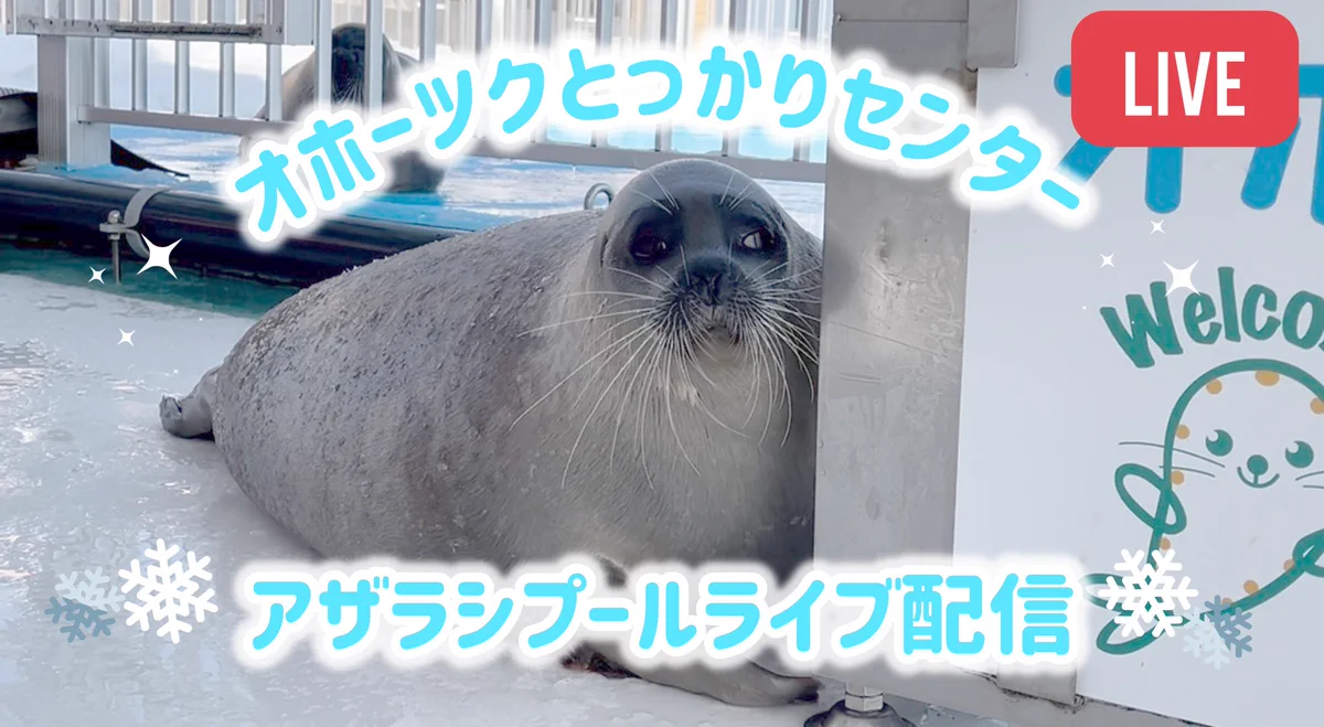 オホーツクとっかりセンター「アザラシランド」“生きたアザラシ”に会える北の聖地｜2026年最新レポート