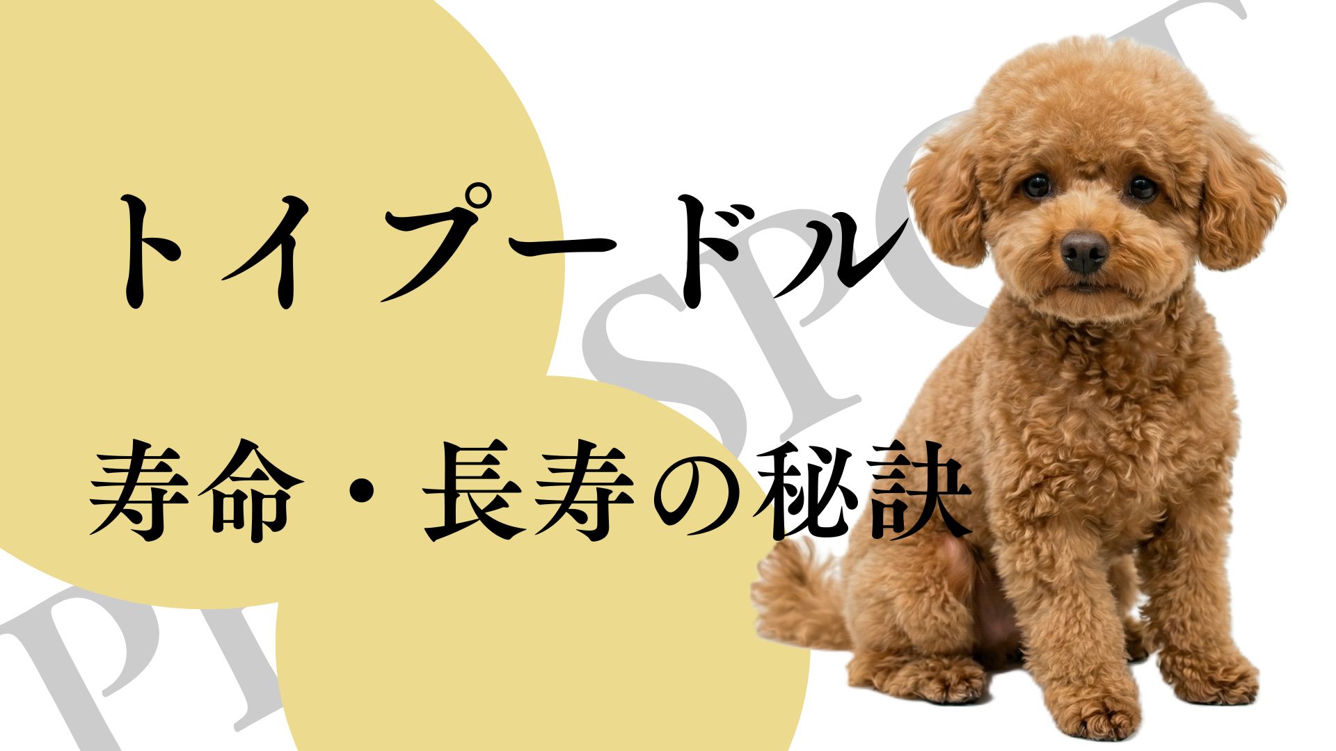 トイプードルの寿命は何年？人間換算・ギネス記録と長生きの秘訣
