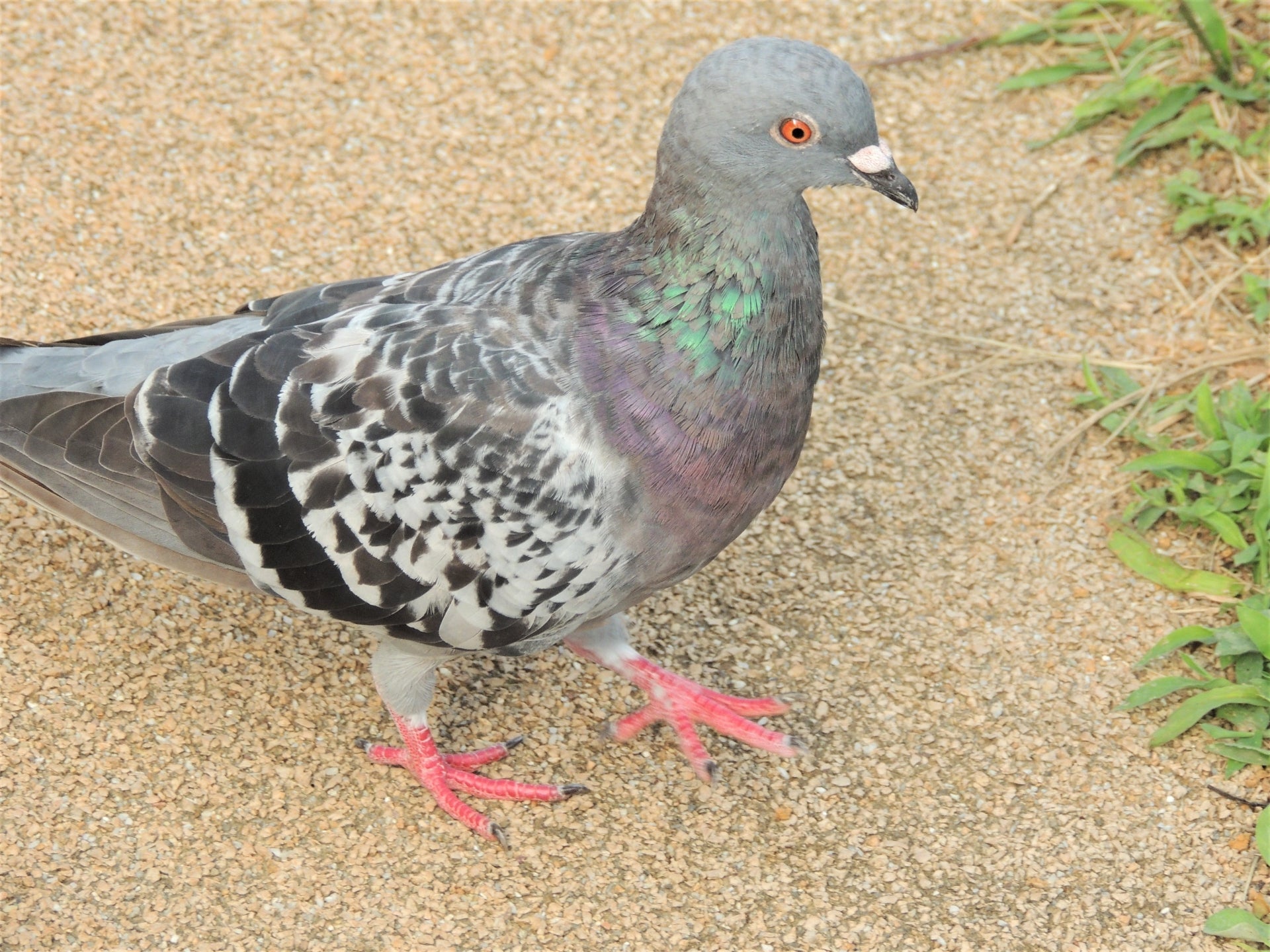 鳩の体の表面は何で覆われている？白い粉の正体と羽毛に潜むリスク