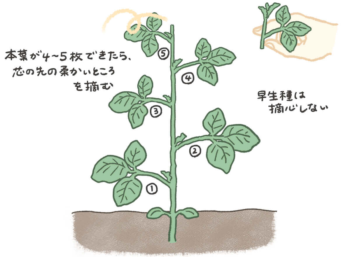 枝豆の育て方｜摘心を正しくやれば収穫量が3倍になる理由