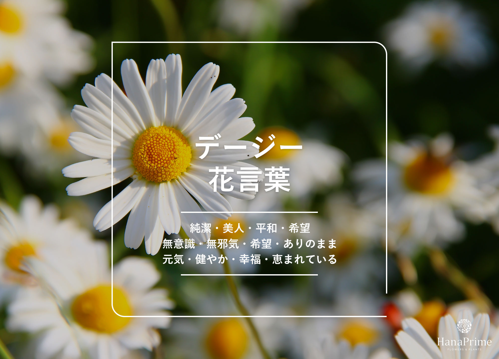 デイジーの花言葉に怖い意味は本当？色別の真相と贈る注意点を徹底解説