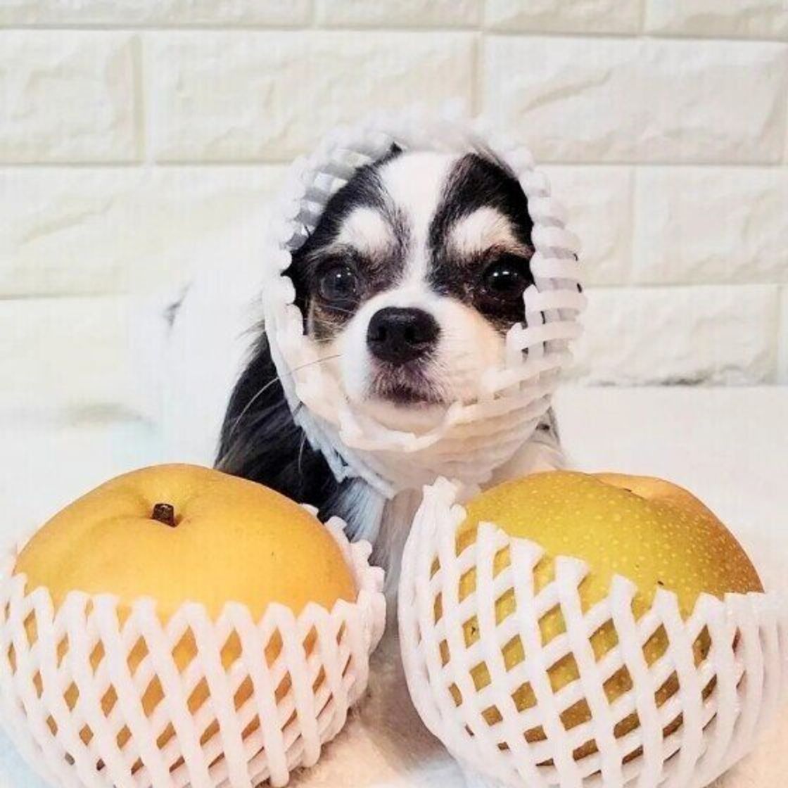 犬に梨は大丈夫？皮や種の危険性と下痢を防ぐ安全な適量を徹底解説