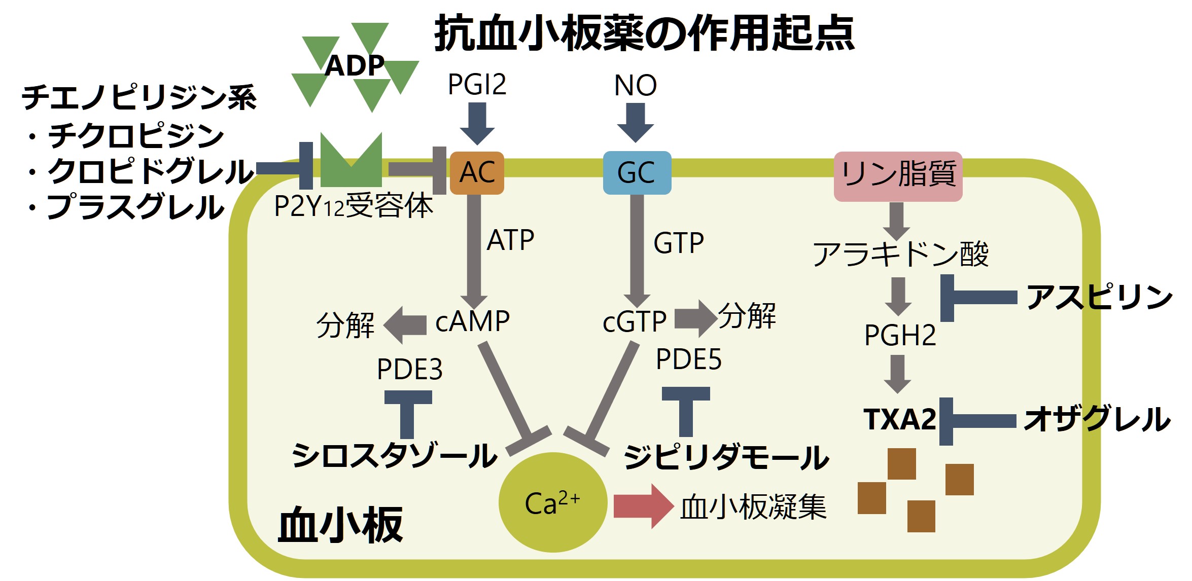 抗血小板薬とは？血液サラサラ薬の真実と抗凝固薬の違い【2026最新】